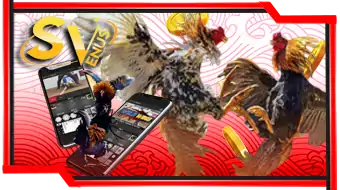 Sabung Ayam Svenus - OMG138
