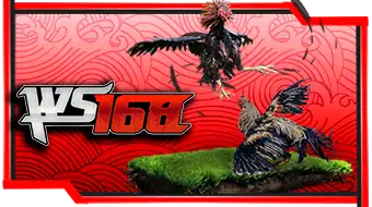 Sabung Ayam Svenus - OMG138